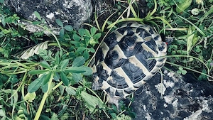 Griechische Landschildkröte THB NZ 2019   