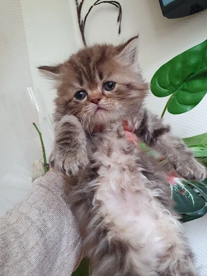 Katzenbabys zu verkaufen