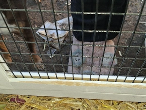 Kaninchenkäfig zu verkaufen  Bild 3