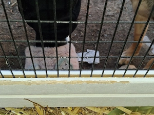 Kaninchenkäfig zu verkaufen  Bild 2