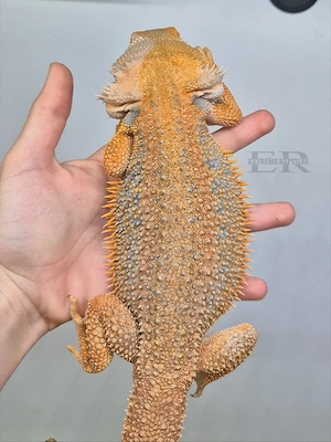 Bartagame (Pogona vitticeps) Männchen 