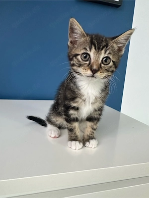 Süße Katzenbabys zu verkaufen