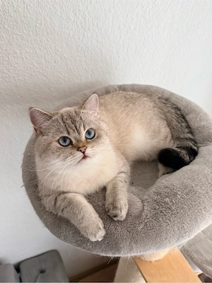 BKH Katze black golden colourpoint