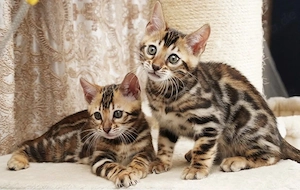 Außergewöhnliche und bezaubernde reinrassige Bengal-Kätzchen!!!  
