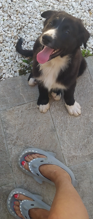 Border Collie Mix Rüde 4mon vom Hundetrainer in Kroatien 