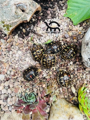 Landschildkröte Testudo Hermanni Hermanni (Apulien) Selten