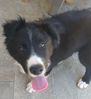 5Mon Rüde Border Collie Welpe gemütlicher Charakter vom Hundetrainer 