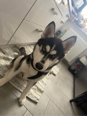 husky 5 monate