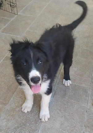 4 Mon Rüde Border Collie Welpe ruhiger Charakter vom Hundetrainer 