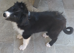 Border Collie Mix Welpe Rüde 6Mon SUPER RUHIG Ausreise 
