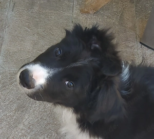 4 Mon Rüde Border Collie Welpe ruhiger Charakter vom Hundetrainer 