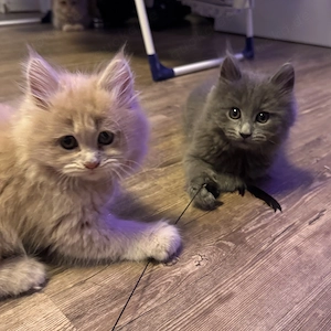 Maine-Coon Kitten suchen ein neues zu Hause 