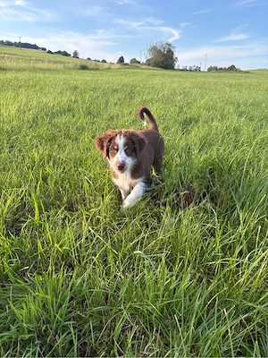 Mini Aussie Welpen