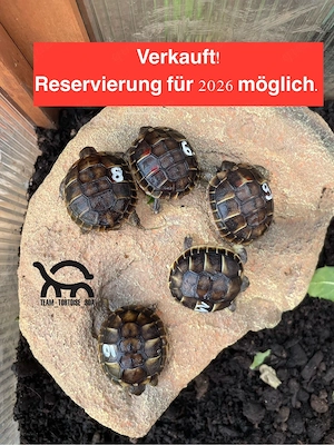 Landschildkröte Testudo Hermanni Hermanni (Apulien) Selten