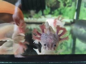 Axolotl Jungtiere Harlekin 