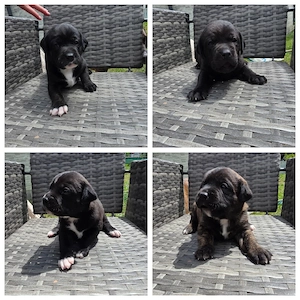 Süße Labrador Mix Welpen 