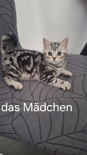 Black Silver Classic Tabby Kitten zu verkaufen  Zwei wunderschöne Black Silver Classic Tabby Kitten 