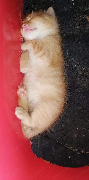 Süße Katzen-Kitten
