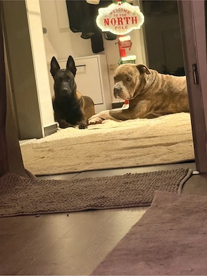     11 Monate alter Malinois sucht liebevolles Zuhause