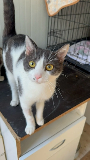 Sophia - eine junge, liebevolle Katzendame sucht ihr Für-immer-Zuhause