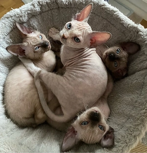 Wunderschöne Sphynx Babys abzugeben