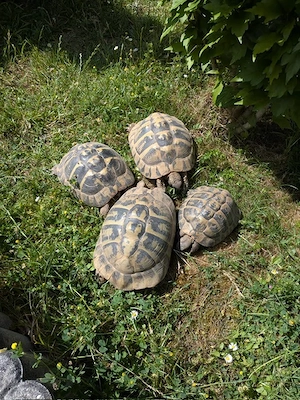 Griechische Landschildkröten THB 1.3 adult NZ 2005 2006