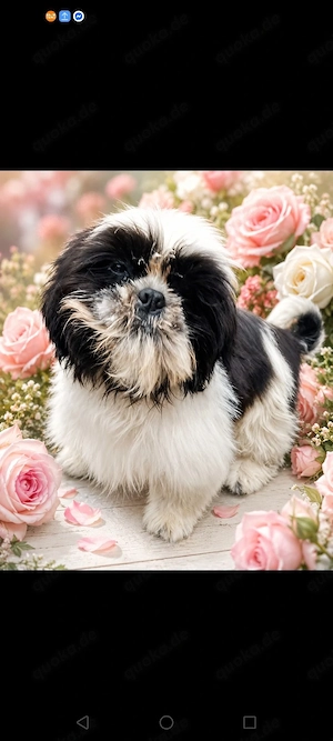 Shih tzu welpen noch 6 rude