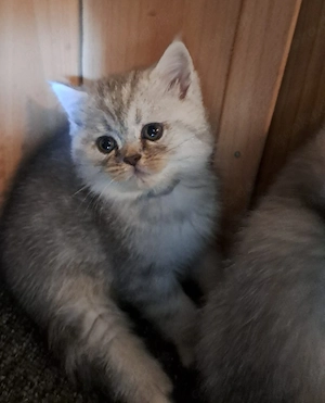 Perser BKH Kitten (Junge)