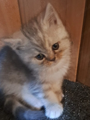 Perser BKH Kitten (Junge)