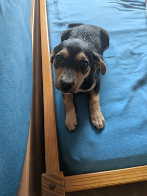 Pinscher Mischlinge abzugeben 