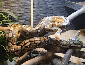 0.1 netzpython dame 