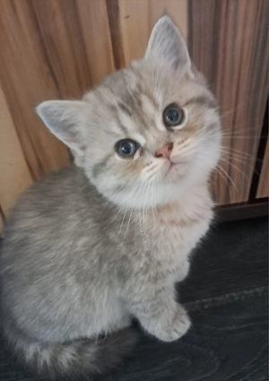 BKH Perser Kitten (Mädchen)