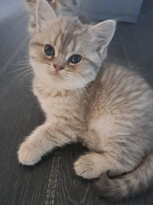 BKH Perser Kitten (Mädchen)