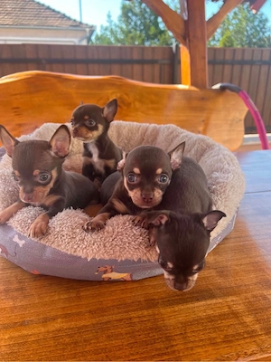 Mini Chihuahua Welpen suchen 