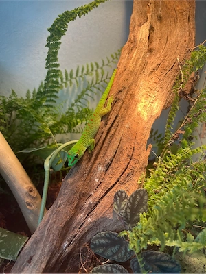 junge  madagaskar Taggeckos zur abgabe