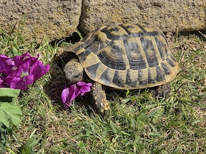 1,0 Testudo hermanni hercegovinensis NZ 2016