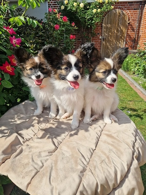 Reinrassige Papillion Welpen 