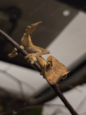 2.0 Uroplatus ebenaui Pfeilschwanzgecko