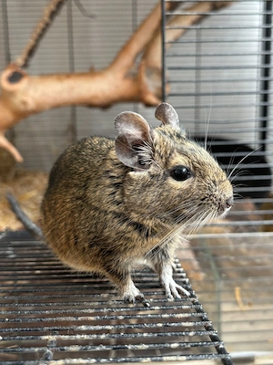 Ein etwa 3-4 jährige Degu-Weibchen sucht ein neues liebevolles Zuhause!