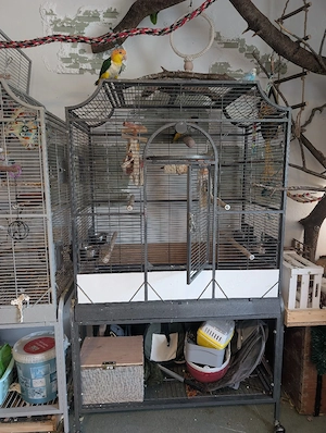 Vogelkäfig 