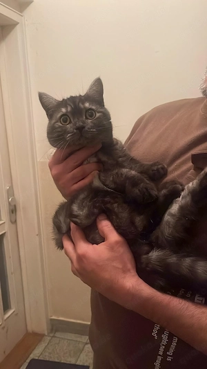 schöne Hauskatze 