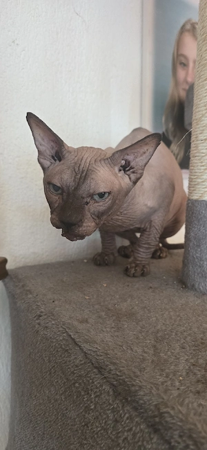 Sphinx Kater