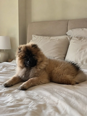 chow chow mit Pass und Impfungen