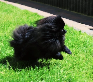 Deckrüde. Fantastischer Pomeranian   Zwergspitz Deckrüde (Kein Verkauf)