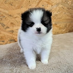 Pomeranian-PomChi Bärchen75%Poms
