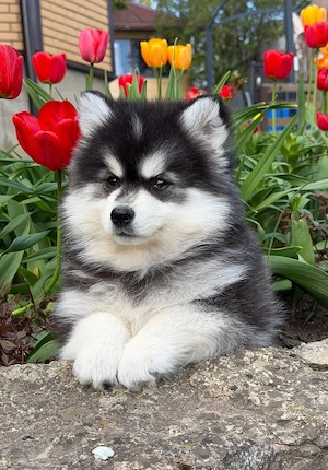 3 wunderschöne  Pomsky welpen