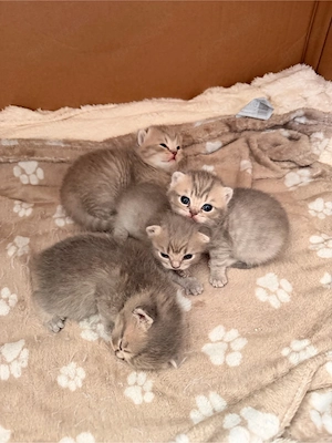 2 reinrassige Britisch Kurzhaar (BKH) Kitten suchen ein liebevolles Zuhause