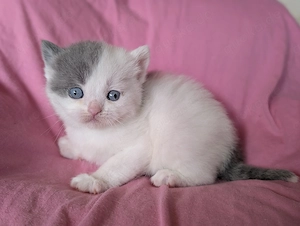 Besonderer BKH Junge in blue white mit strahlend blauen Augen 