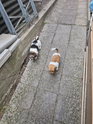 Hundewelpe ab 1.7