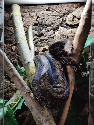 wunderschöne Boa constricter imperator 